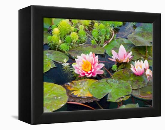 Water Lilies in Pool at Darioush Winery, Napa Valley, California, USA-Julie Eggers-Framed Premier Image Canvas