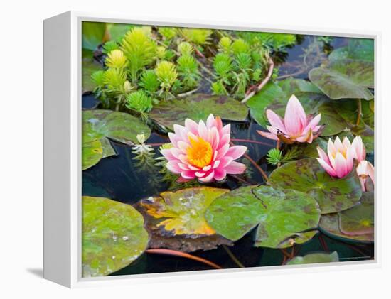 Water Lilies in Pool at Darioush Winery, Napa Valley, California, USA-Julie Eggers-Framed Premier Image Canvas
