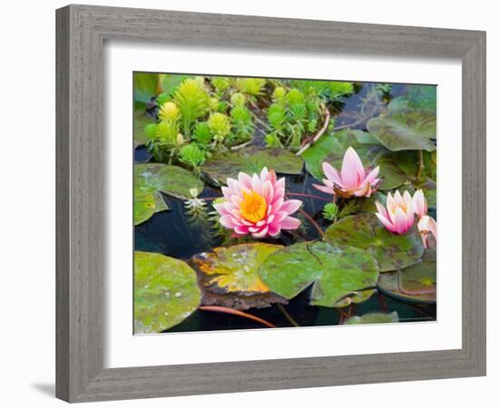 Water Lilies in Pool at Darioush Winery, Napa Valley, California, USA-Julie Eggers-Framed Photographic Print