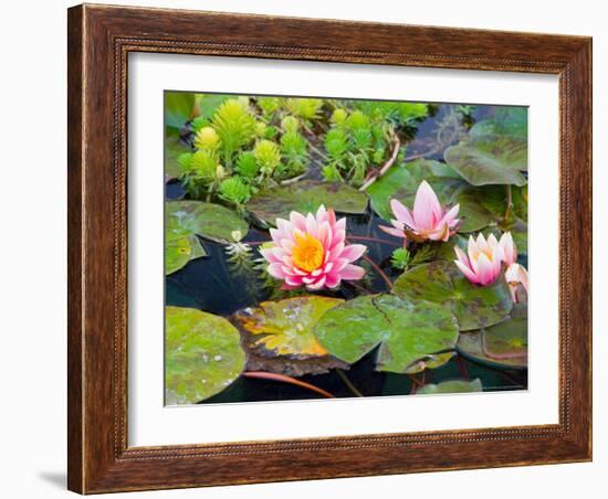 Water Lilies in Pool at Darioush Winery, Napa Valley, California, USA-Julie Eggers-Framed Photographic Print