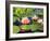 Water Lilies in Pool at Darioush Winery, Napa Valley, California, USA-Julie Eggers-Framed Photographic Print