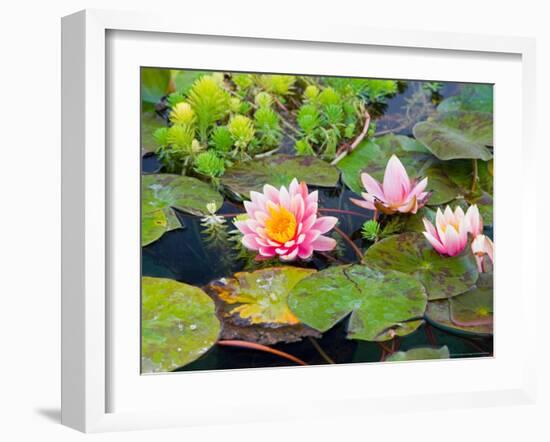 Water Lilies in Pool at Darioush Winery, Napa Valley, California, USA-Julie Eggers-Framed Photographic Print