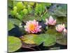 Water Lilies in Pool at Darioush Winery, Napa Valley, California, USA-Julie Eggers-Mounted Photographic Print