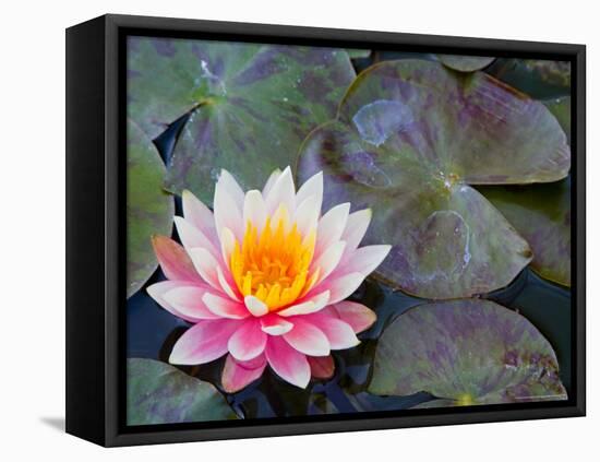 Water Lilies in Pool at Darioush Winery, Napa Valley, California, USA-Julie Eggers-Framed Premier Image Canvas