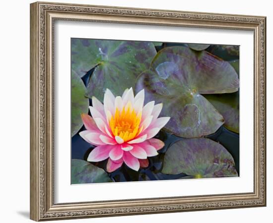 Water Lilies in Pool at Darioush Winery, Napa Valley, California, USA-Julie Eggers-Framed Photographic Print