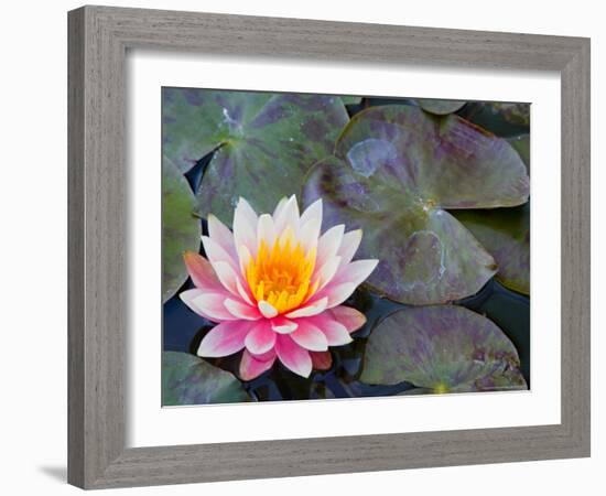 Water Lilies in Pool at Darioush Winery, Napa Valley, California, USA-Julie Eggers-Framed Photographic Print