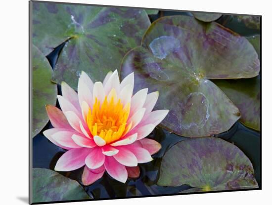 Water Lilies in Pool at Darioush Winery, Napa Valley, California, USA-Julie Eggers-Mounted Photographic Print