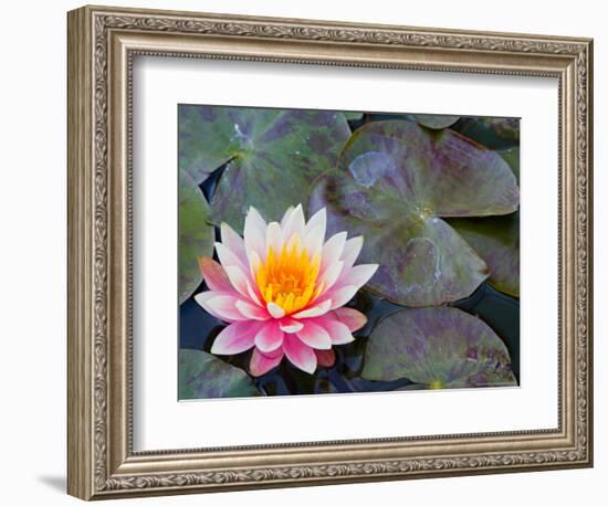 Water Lilies in Pool at Darioush Winery, Napa Valley, California, USA-Julie Eggers-Framed Photographic Print