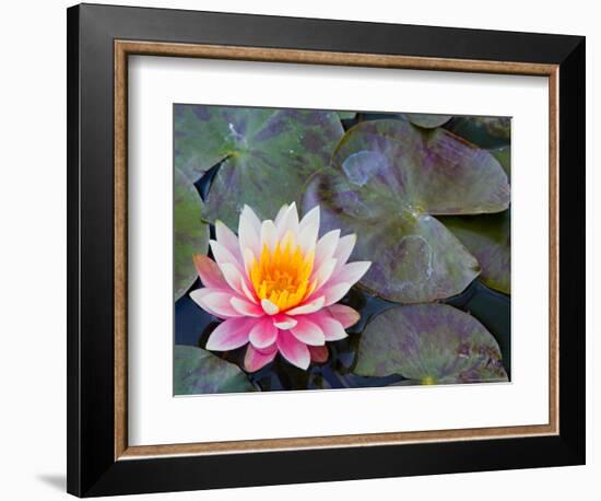 Water Lilies in Pool at Darioush Winery, Napa Valley, California, USA-Julie Eggers-Framed Photographic Print