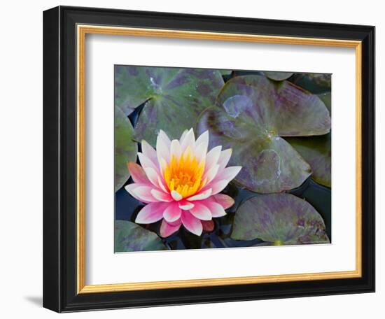 Water Lilies in Pool at Darioush Winery, Napa Valley, California, USA-Julie Eggers-Framed Photographic Print