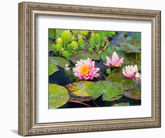 Water Lilies in Pool at Darioush Winery, Napa Valley, California, USA-Julie Eggers-Framed Photographic Print