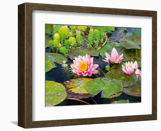 Water Lilies in Pool at Darioush Winery, Napa Valley, California, USA-Julie Eggers-Framed Photographic Print