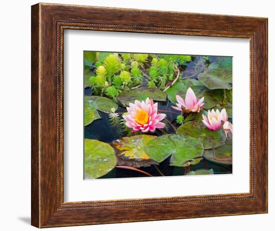 Water Lilies in Pool at Darioush Winery, Napa Valley, California, USA-Julie Eggers-Framed Photographic Print