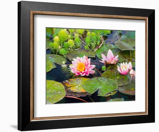 Water Lilies in Pool at Darioush Winery, Napa Valley, California, USA-Julie Eggers-Framed Photographic Print