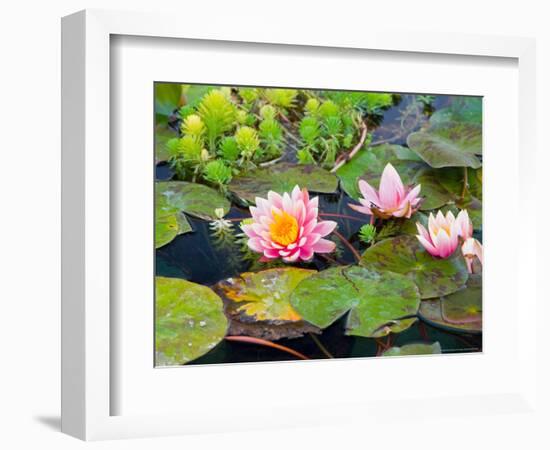 Water Lilies in Pool at Darioush Winery, Napa Valley, California, USA-Julie Eggers-Framed Photographic Print