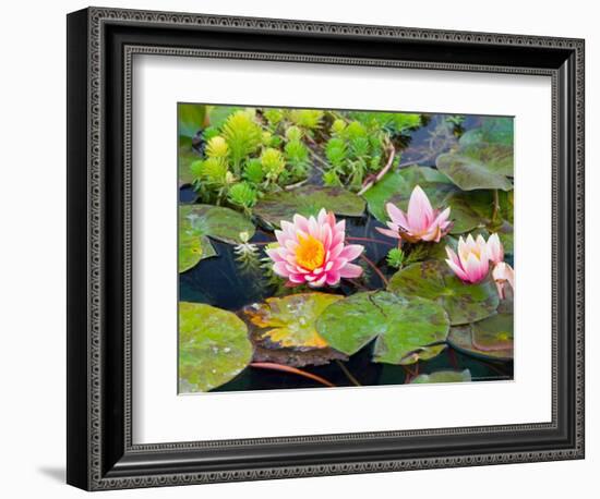 Water Lilies in Pool at Darioush Winery, Napa Valley, California, USA-Julie Eggers-Framed Photographic Print