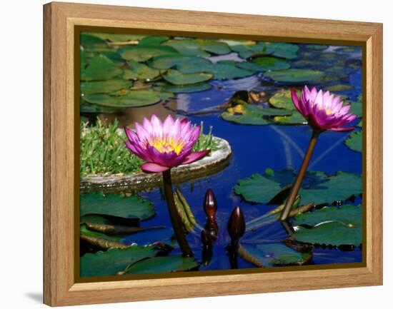 Water Lilies in Reflecting Pool at Palm Grove Gardens, Barbados-Greg Johnston-Framed Premier Image Canvas