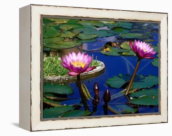Water Lilies in Reflecting Pool at Palm Grove Gardens, Barbados-Greg Johnston-Framed Premier Image Canvas
