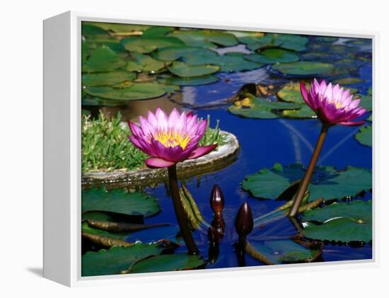 Water Lilies in Reflecting Pool at Palm Grove Gardens, Barbados-Greg Johnston-Framed Premier Image Canvas