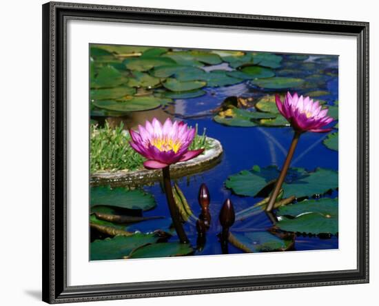 Water Lilies in Reflecting Pool at Palm Grove Gardens, Barbados-Greg Johnston-Framed Photographic Print