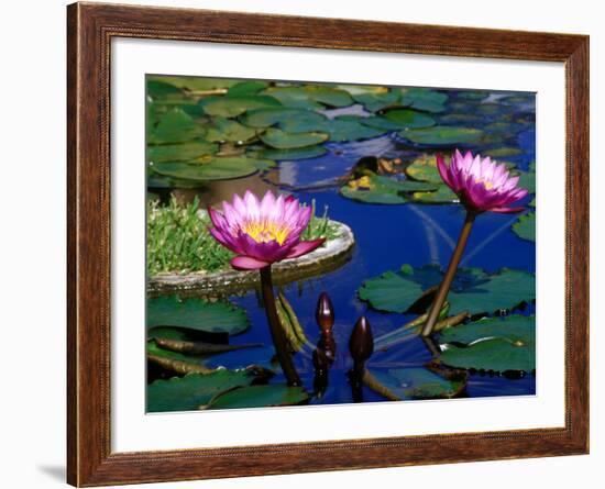 Water Lilies in Reflecting Pool at Palm Grove Gardens, Barbados-Greg Johnston-Framed Photographic Print