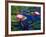 Water Lilies in Reflecting Pool at Palm Grove Gardens, Barbados-Greg Johnston-Framed Photographic Print