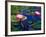 Water Lilies in Reflecting Pool at Palm Grove Gardens, Barbados-Greg Johnston-Framed Photographic Print