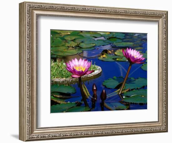 Water Lilies in Reflecting Pool at Palm Grove Gardens, Barbados-Greg Johnston-Framed Photographic Print