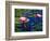 Water Lilies in Reflecting Pool at Palm Grove Gardens, Barbados-Greg Johnston-Framed Photographic Print