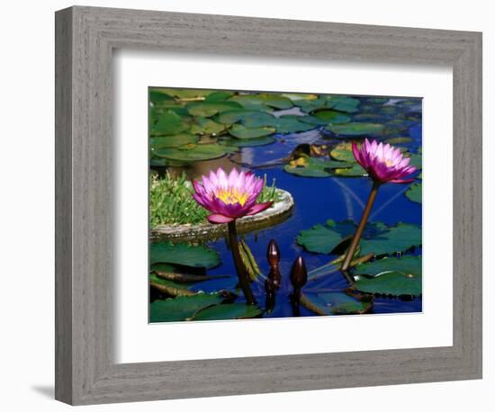 Water Lilies in Reflecting Pool at Palm Grove Gardens, Barbados-Greg Johnston-Framed Photographic Print