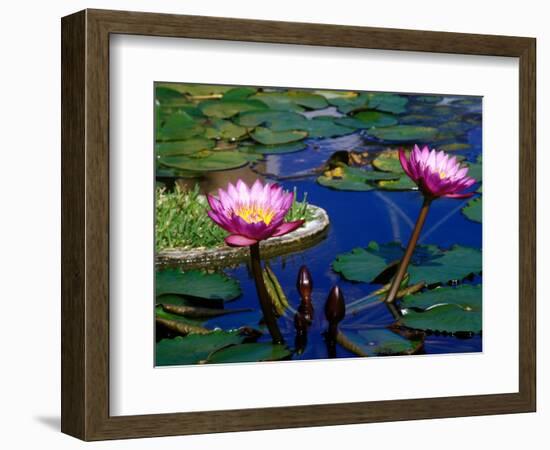 Water Lilies in Reflecting Pool at Palm Grove Gardens, Barbados-Greg Johnston-Framed Photographic Print