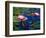 Water Lilies in Reflecting Pool at Palm Grove Gardens, Barbados-Greg Johnston-Framed Photographic Print