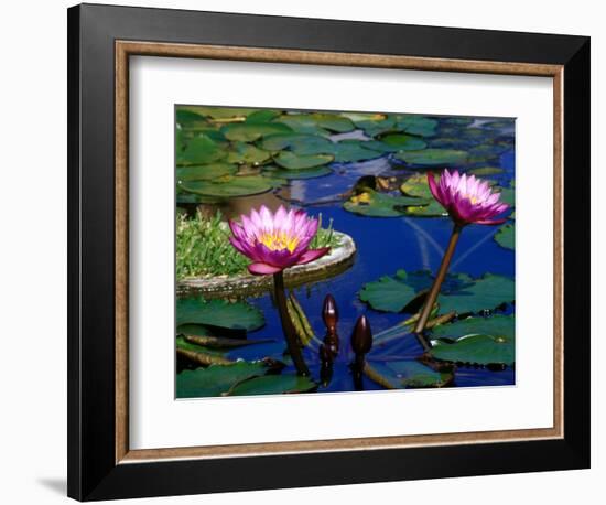 Water Lilies in Reflecting Pool at Palm Grove Gardens, Barbados-Greg Johnston-Framed Photographic Print