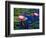 Water Lilies in Reflecting Pool at Palm Grove Gardens, Barbados-Greg Johnston-Framed Photographic Print