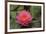 Water lilies near Victoria, British Columbia-Stuart Westmorland-Framed Photographic Print