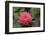 Water lilies near Victoria, British Columbia-Stuart Westmorland-Framed Photographic Print