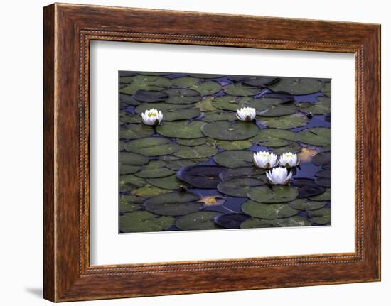 Water lilies (Nymphaea genus) and lily pads, Oregon-Art Wolfe-Framed Photographic Print