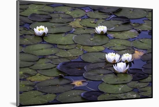 Water lilies (Nymphaea genus) and lily pads, Oregon-Art Wolfe-Mounted Photographic Print