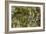 Water Lilies, Reflected Willow, circa 1920-Claude Monet-Framed Giclee Print