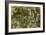 Water Lilies, Reflected Willow, circa 1920-Claude Monet-Framed Giclee Print