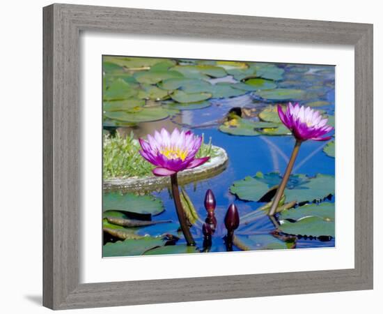 Water Lilies with Blooms, Caribbean-Greg Johnston-Framed Photographic Print