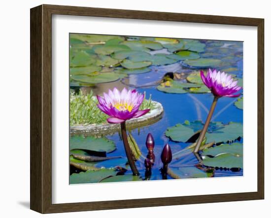 Water Lilies with Blooms, Caribbean-Greg Johnston-Framed Photographic Print