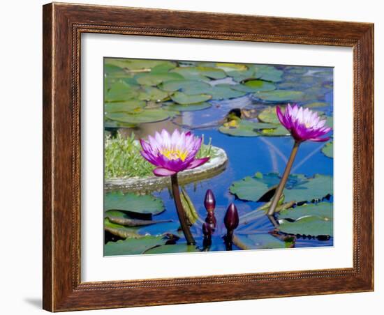 Water Lilies with Blooms, Caribbean-Greg Johnston-Framed Photographic Print