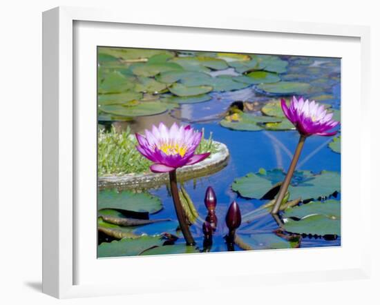 Water Lilies with Blooms, Caribbean-Greg Johnston-Framed Photographic Print