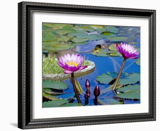 Water Lilies with Blooms, Caribbean-Greg Johnston-Framed Photographic Print