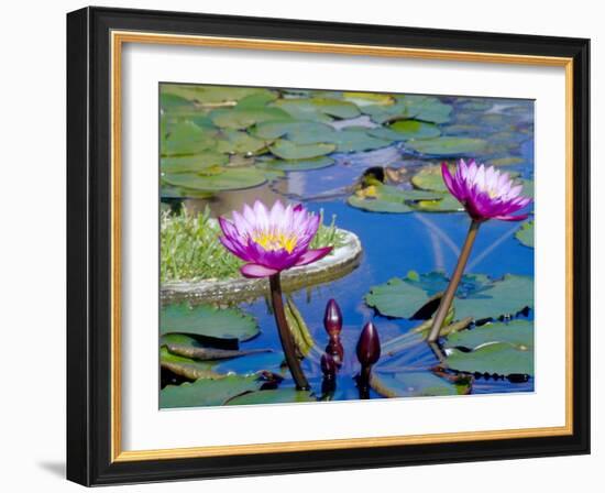 Water Lilies with Blooms, Caribbean-Greg Johnston-Framed Photographic Print