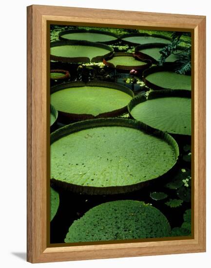 Water Lilies-Vaughan Fleming-Framed Premier Image Canvas