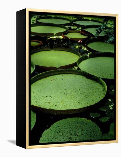 Water Lilies-Vaughan Fleming-Framed Premier Image Canvas