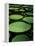 Water Lilies-Vaughan Fleming-Framed Premier Image Canvas