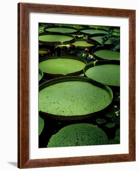 Water Lilies-Vaughan Fleming-Framed Photographic Print